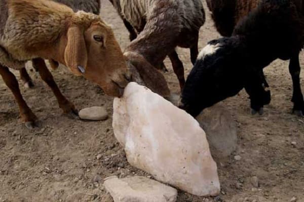 Natural Salt Licks for Animals_ Horse Licking Salt